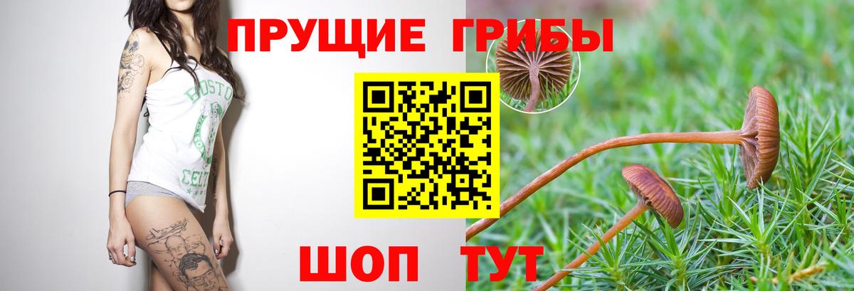 Псилоцибиновые грибы Psilocybine cubensis  Вход с VPN  Ливны  Галлюциногенные грибы Cubensis 